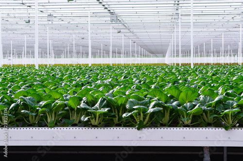 Obraz na płótnie Agriculture in Netherlands, huge greenhouse with rows of growing chinese cabbage
