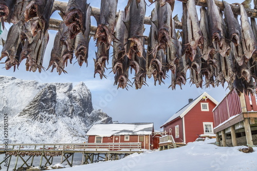 Codfish, typical product of the Lofoten Islands exported all over the world after being dried outdoors. Hamnoy, Lofoten Islands, Arctic, Norway, Scandinavia, Europe