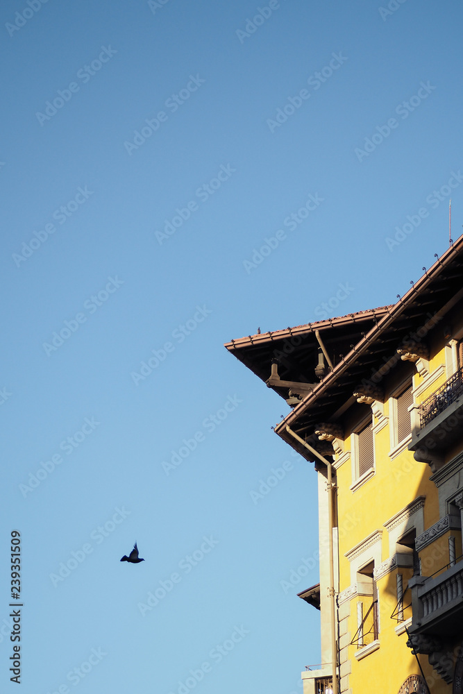Bird in flight against a blue sky, with the corner or a yellow building with juliet balcony