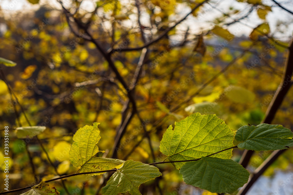 non specific nature forest bed details of foliage non specific nature forest bed details of foliage