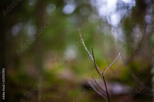non specific nature forest bed details of foliage