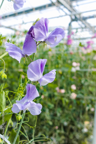 Cuthbertson Blend, Spenser type sweet peas colorful cut flowers cultivated as decorative or ornamental flower, growing in greenhouse photo