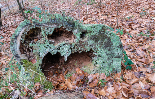 rooten treetrunk in the forest photo