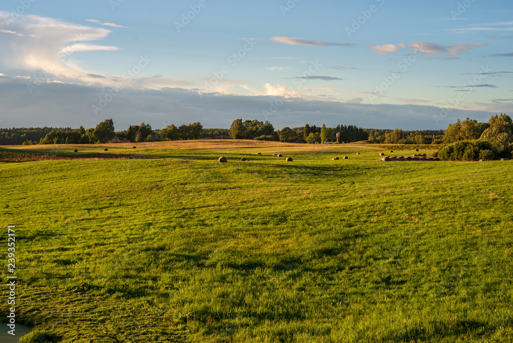 cultivated wheat field in summer