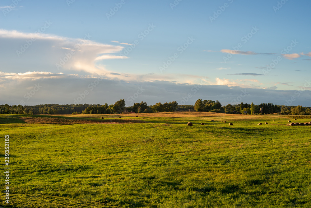 Fototapeta premium cultivated wheat field in summer