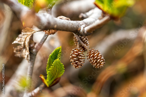 Small pine cones on the branch. Close up image