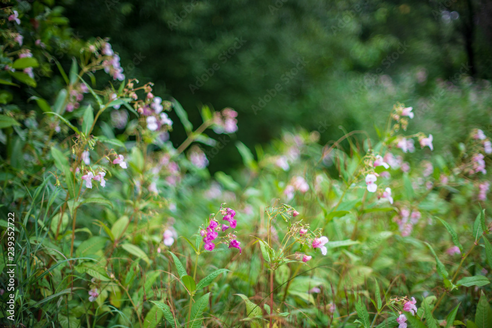 non specific nature forest bed details of foliage non specific nature forest bed details of foliage