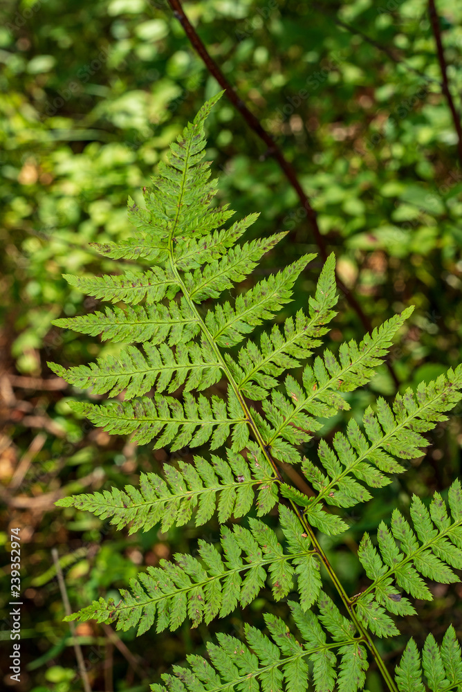 non specific nature forest bed details of foliage non specific nature forest bed details of foliage