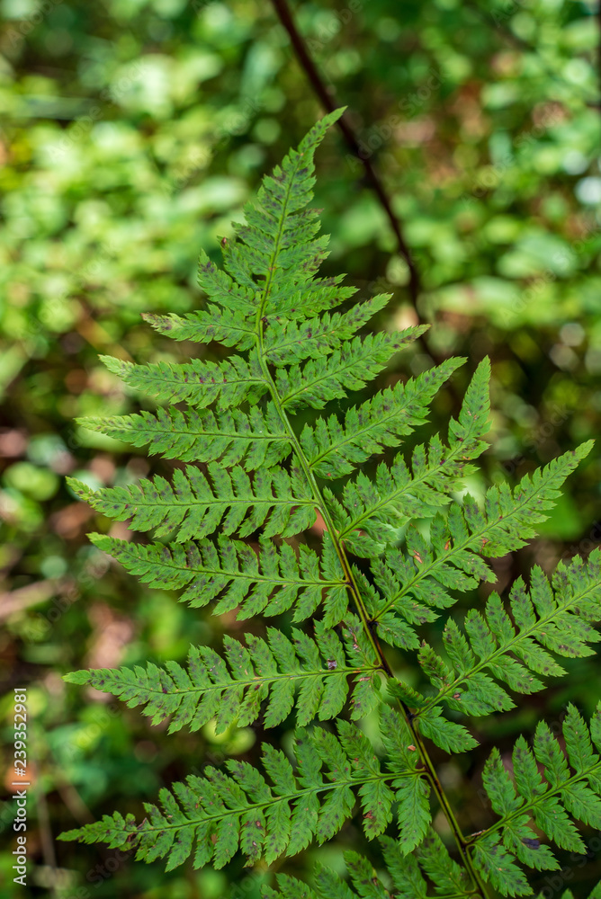 non specific nature forest bed details of foliage non specific nature forest bed details of foliage