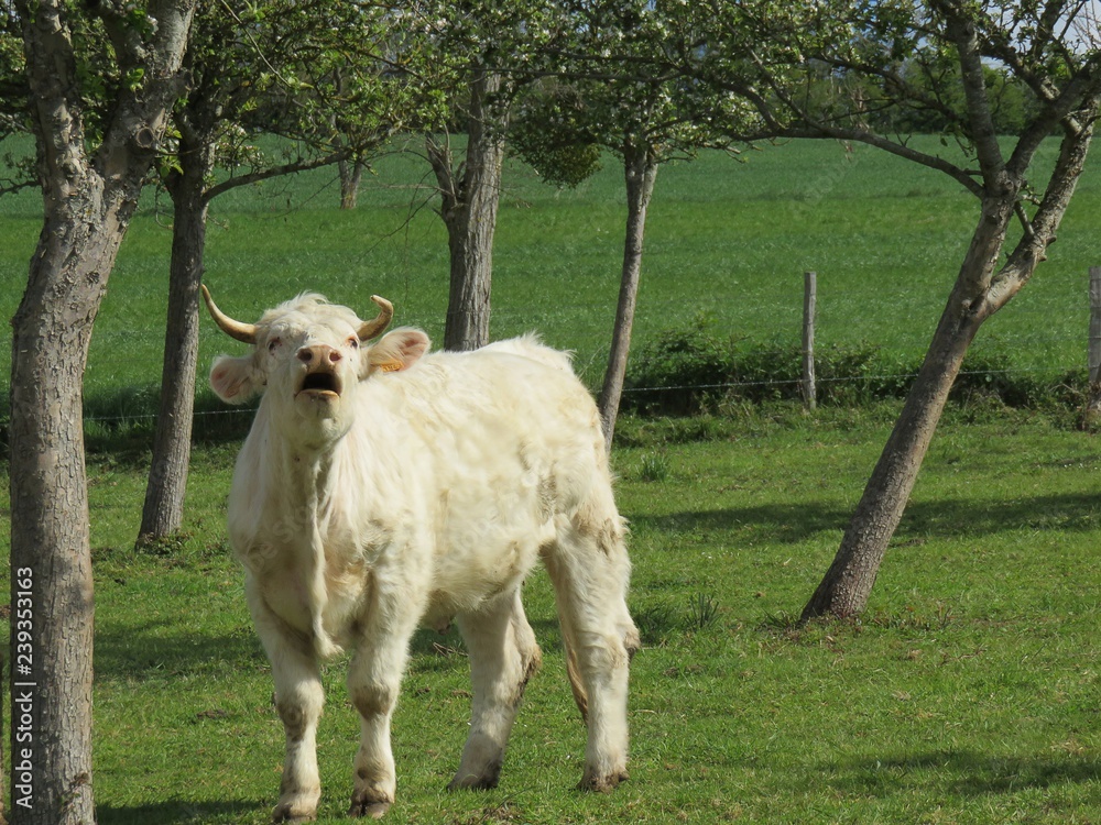 Fototapeta premium vache