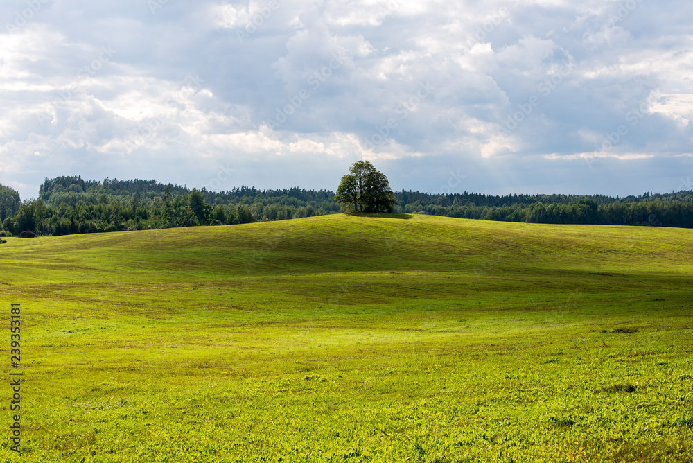 Fototapeta premium cultivated wheat field in summer