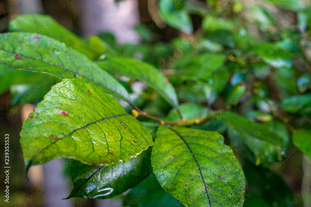 non specific nature forest bed details of foliage non specific nature forest bed details of foliage