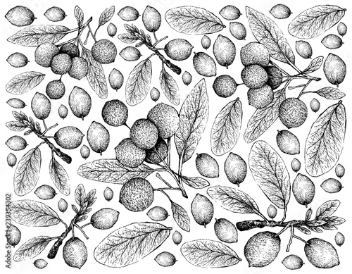 Tropical Fruit, Illustration Wallpaper of Hand Drawn Sketch Imbe, African Mangosteen or Garcinia Livingstonei and Hanza or Boscia Senegalensis Fruits Isolated on White Background.