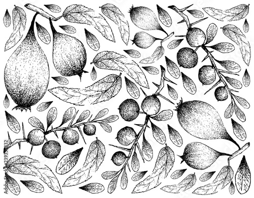 Exotic Fruits, Illustration Wallpaper of Hand Drawn Sketch of Humbug or Easter Pears and Kei Apple or Dovyalis Caffra Fruits Isolated on White Background. photo