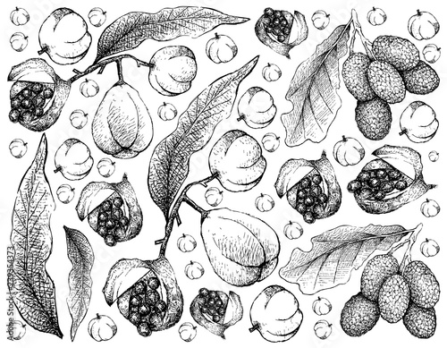 Fresh Fruits, Illustration Wallpaper of Hand Drawn Sketch Fresh Kola Nut and Korlan or Nephelium Hypoleucum Fruits Isolated on White Background.