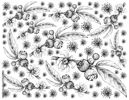 Tropical Fruits, Illustration Wallpaper of Hand Drawn Sketch Goiaba de Anta, Mess Apple or Bellucia Grossularioides Fruits Isolated on White Background. photo