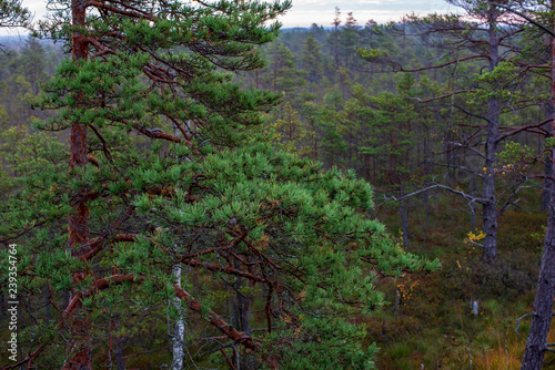 non specific nature forest bed details of foliage photo