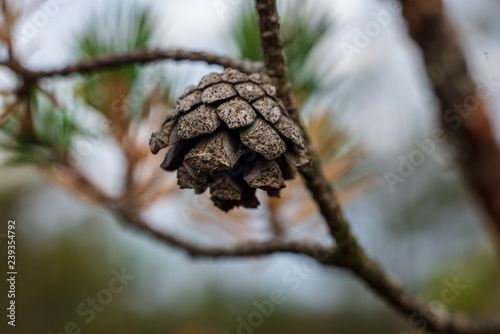 non specific nature forest bed details of foliage