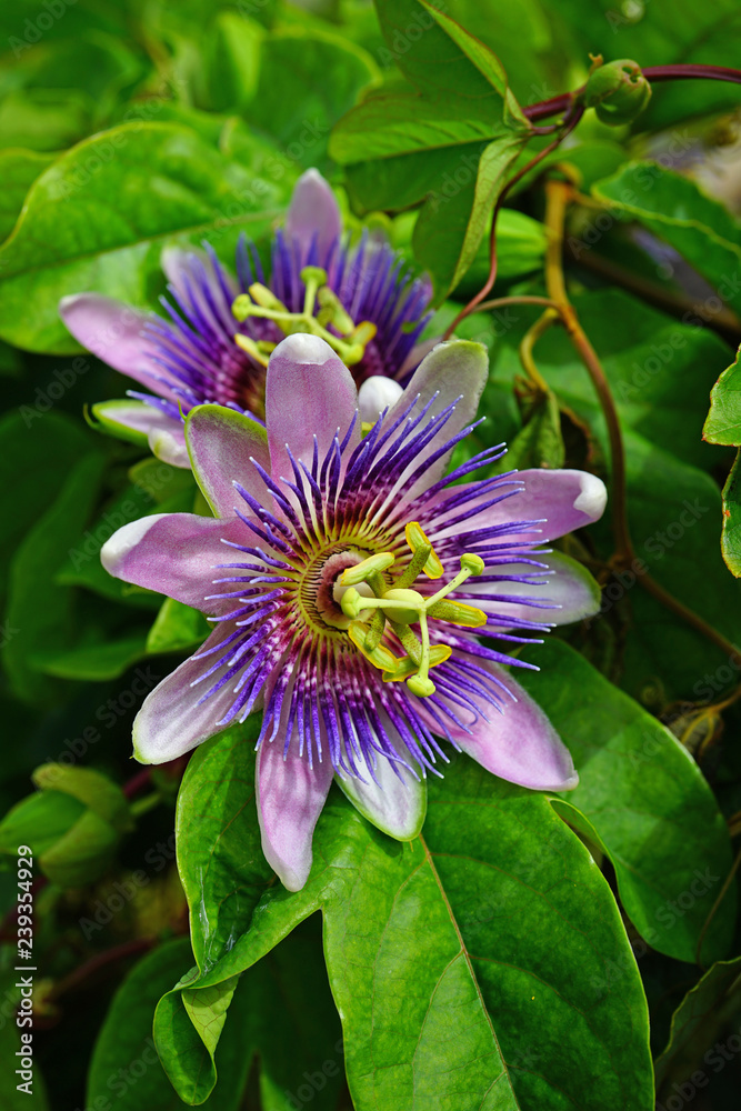 Purple and white flower of the passiflora caerulea vine Purple and white flower of the passiflora caerulea vine
