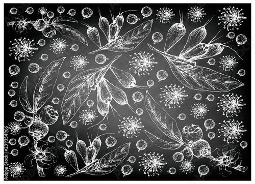 Tropical Fruit, Illustration Wallpaper Background of Hand Drawn Sketch of Goiaba de Anta, Mess Apple or Bellucia Grossularioides and Giant Lau Lau or Eugenia Megacarpa Fruits on Black Chalkboard.
 photo