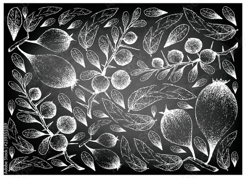 Exotic Fruits, Illustration Wallpaper Background of Hand Drawn Sketch of Humbug or Easter Pears and Kei Apple or Dovyalis Caffra Fruits on Black Chalkboard. photo