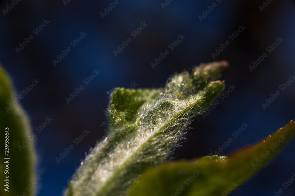 non specific nature forest bed details of foliage non specific nature forest bed details of foliage