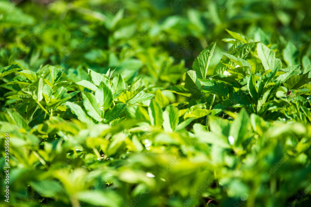 Obraz premium non specific nature forest bed details of foliage