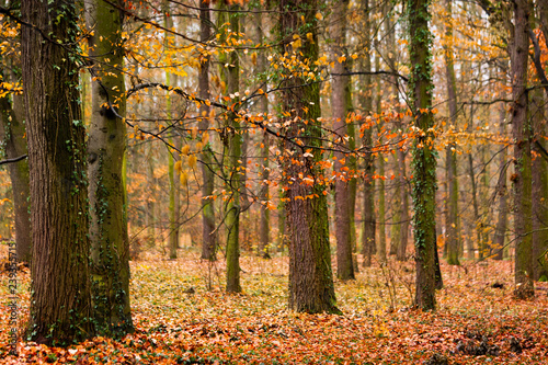 Last golden leaves in autumn beech forest.