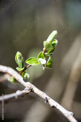 non specific nature forest bed details of foliage