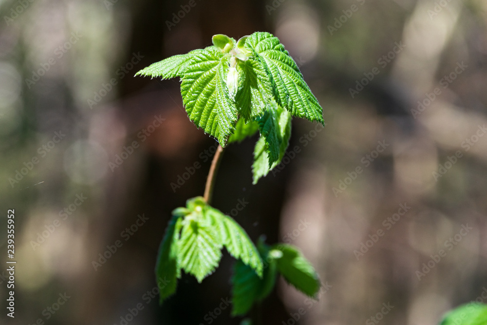 non specific nature forest bed details of foliage non specific nature forest bed details of foliage