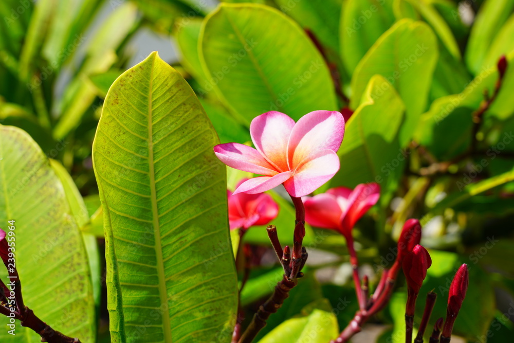 Fragrant blossoms of white and pink frangipani flowers, also called plumeria and melia Fragrant blossoms of white and pink frangipani flowers, also called plumeria and melia