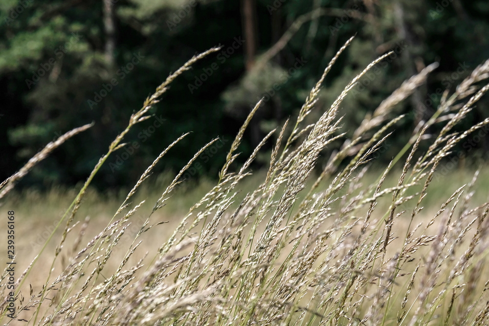 Fototapeta premium cultivated wheat field in summer
