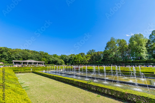 神代植物公園のバラ園 © picture cells