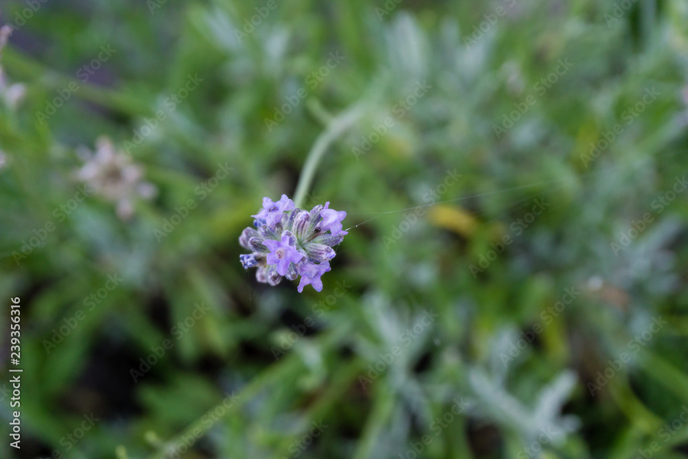 Blooming flower in summer Blooming flower in summer