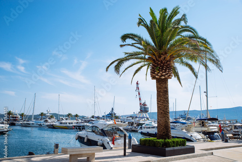 yachts in city bay with palms. mountains on background