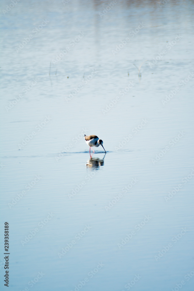 Fototapeta premium Birds feeding in a lagoon