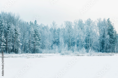 Beautiful fabulous snowy winter coniferous forest