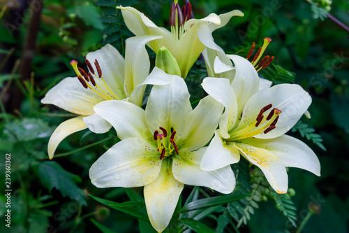 White lily flowers in summer garden