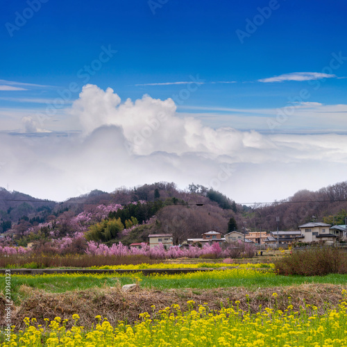 Cherry-blossom trees (Sakura) and many kinds of flowers in Hanamiyama park with clear blue sky background, Fukushima, Tohoku area, Japan. The park is very famous Sakura view spot