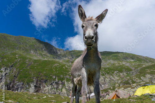 donkey in mountains
