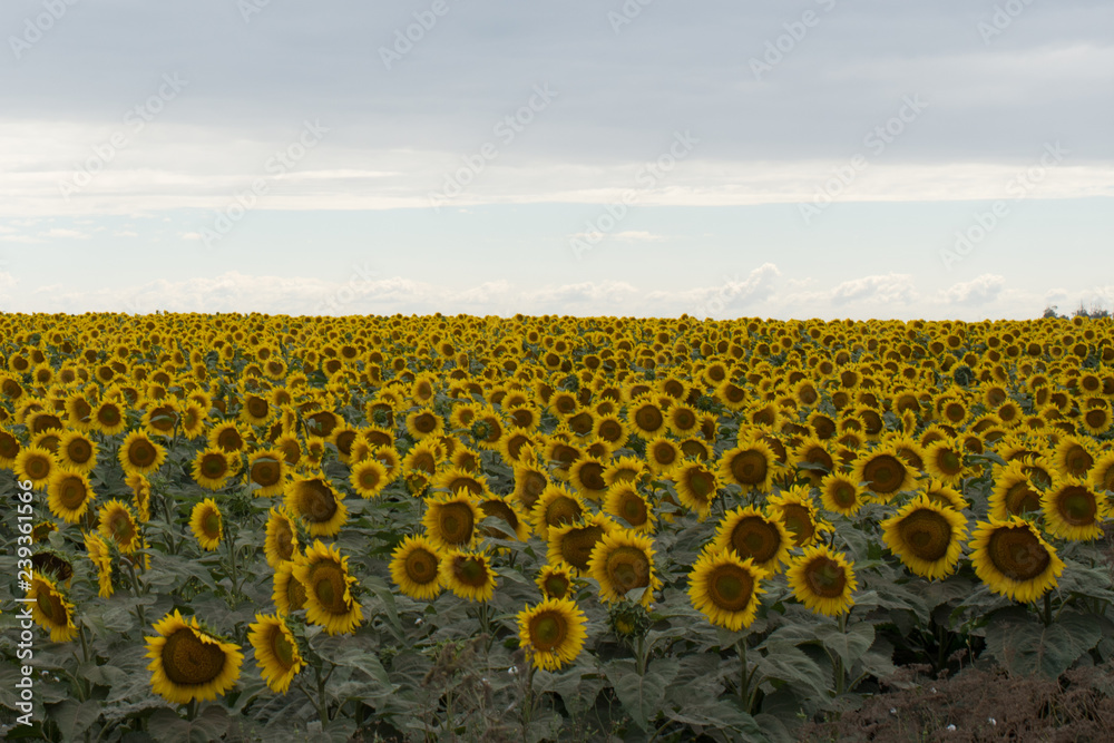 Obraz premium Girasoles