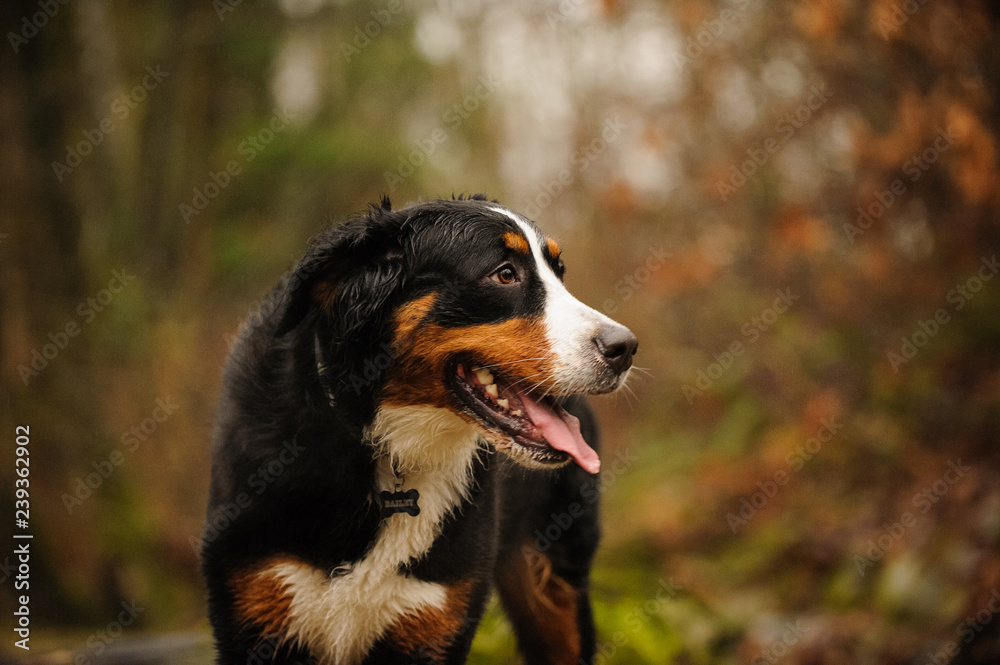 Bernese Mountain Dog portrait in forest