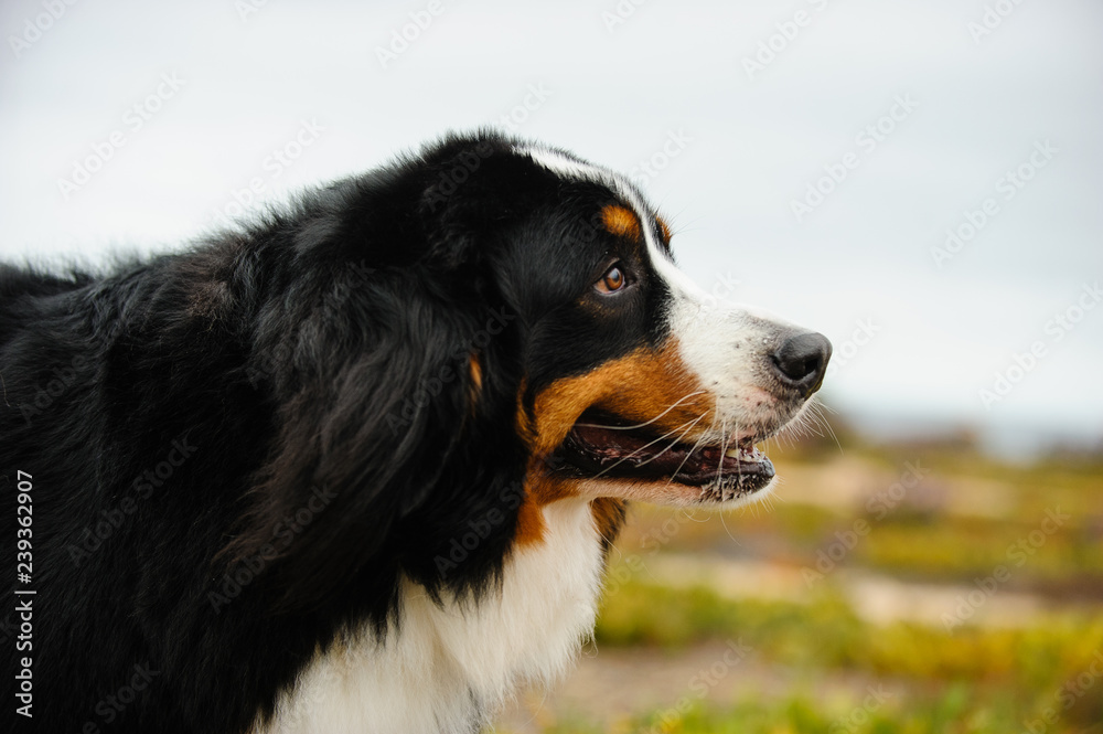 Bernese Mountain Dog side view of head