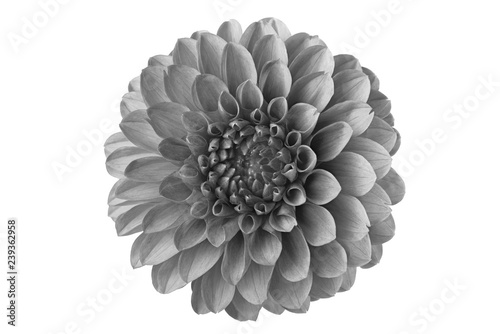 Fototapeta Naklejka Na Ścianę i Meble -  Black and white flower in isolation on a white background. For designers.