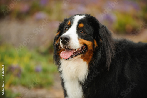 Bernese Mountain Dog portrait in field 