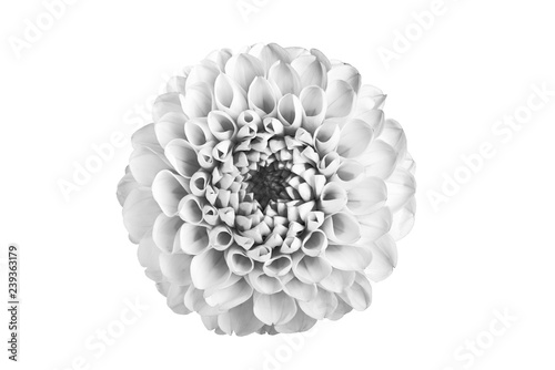Fototapeta Naklejka Na Ścianę i Meble -  Black and white flower in isolation on a white background. For designers.