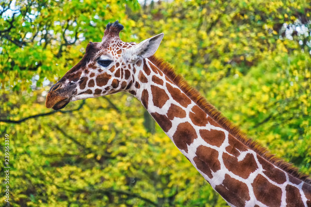 Picture of young giraffe in the zoo with green trees on the background Picture of young giraffe in the zoo with green trees on the background