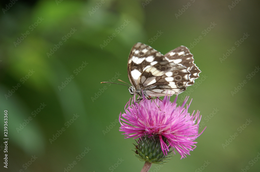 Obraz premium Tessin