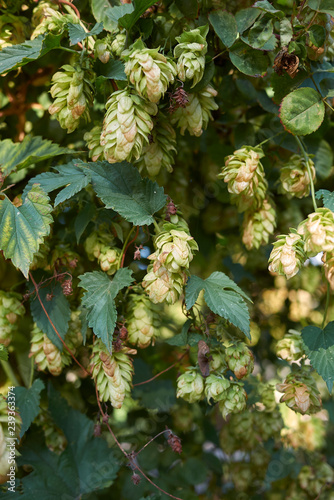 Humulus lupulus