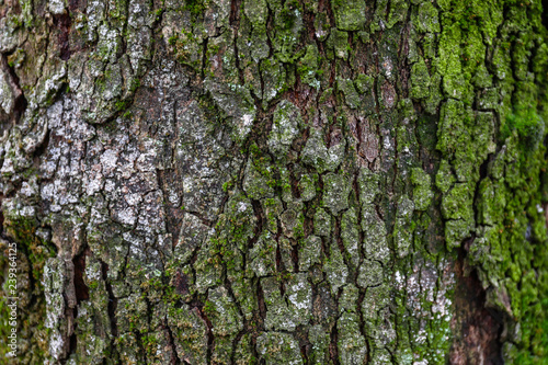 Tree trunk with green moss, closeup
